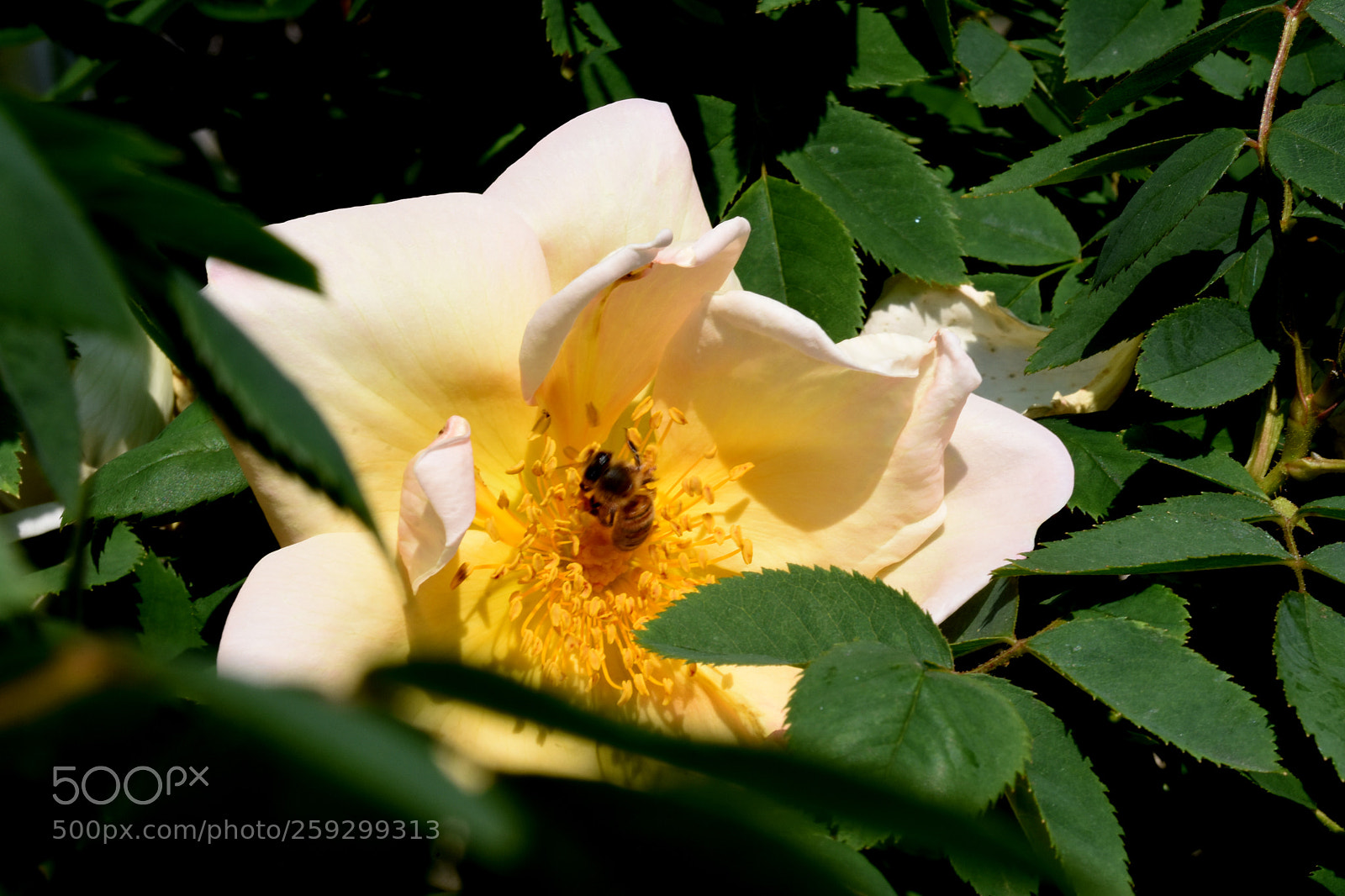 Nikon D7200 sample photo. Chateau flowers and bies photography