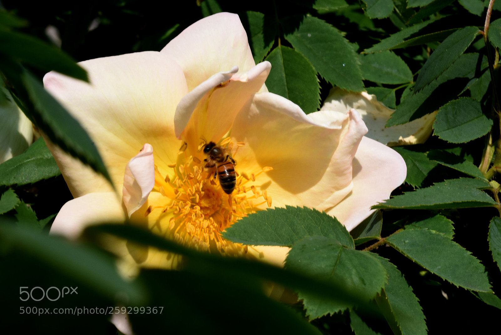 Nikon D7200 sample photo. Chateau flowers and bies photography