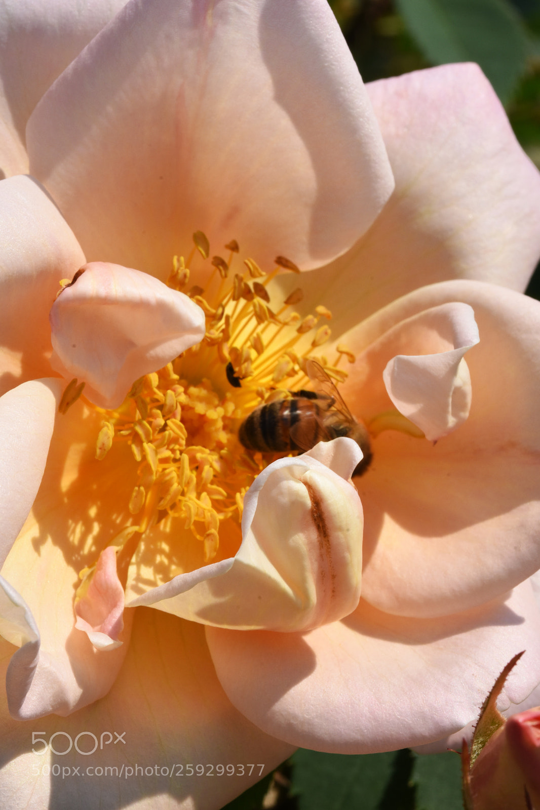Nikon D7200 sample photo. Chateau flowers and bies photography