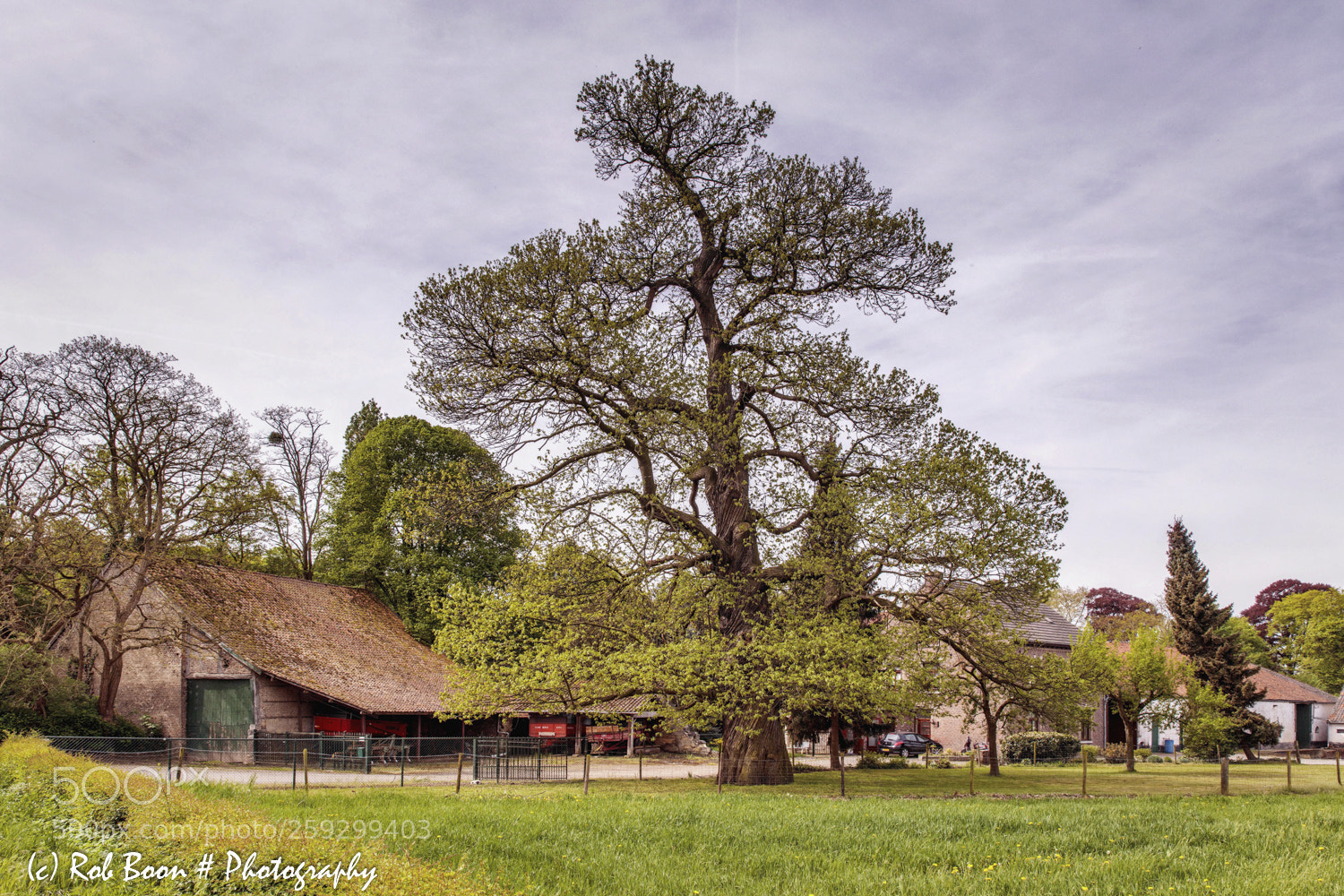 Canon EOS 5DS sample photo. Majestic tree @ heer (maastricht) photography