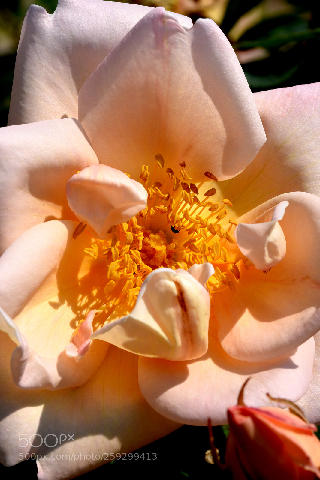 Nikon D7200 sample photo. Chateau flowers and bies photography