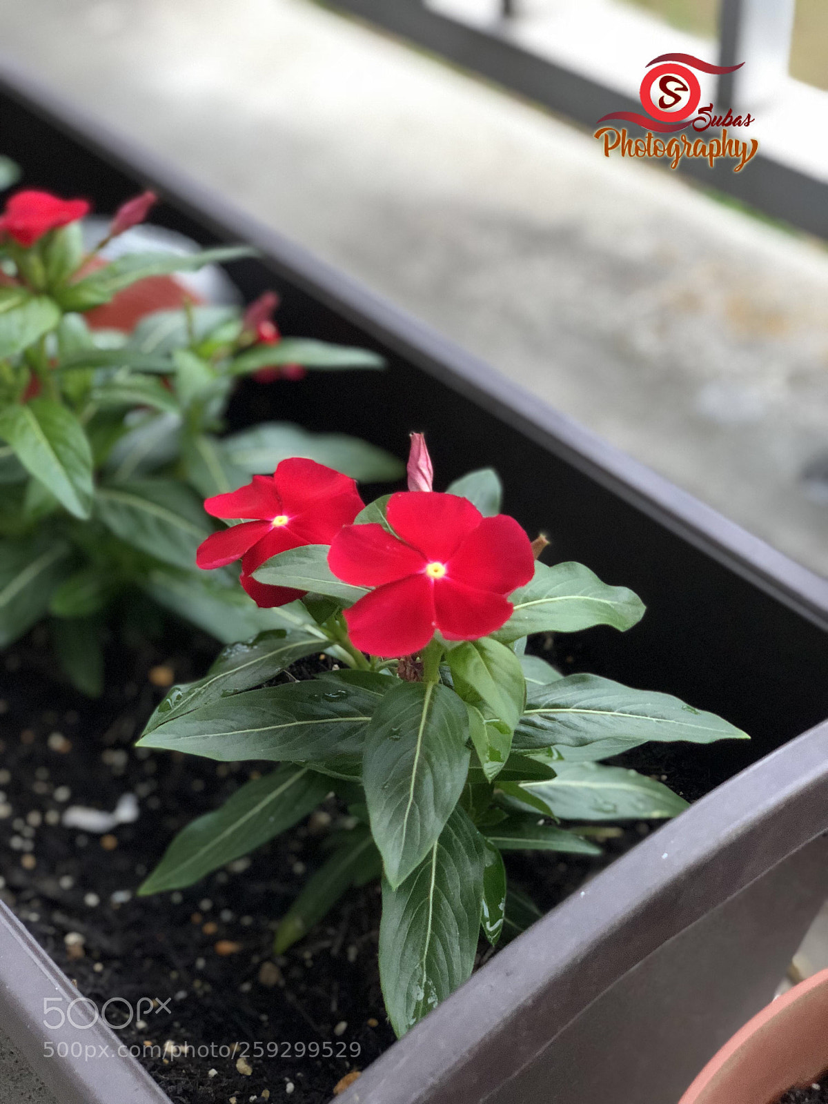 Apple iPhone X sample photo. Untitled photography