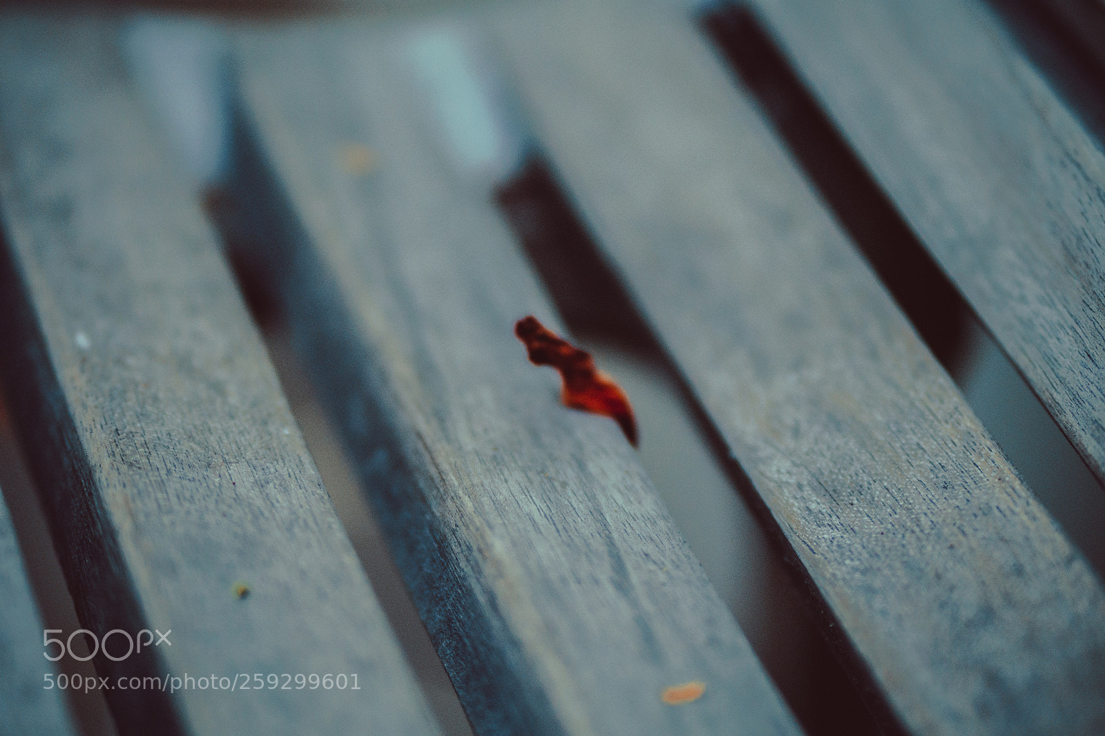 Sony a6000 sample photo. Leaf on bench photography