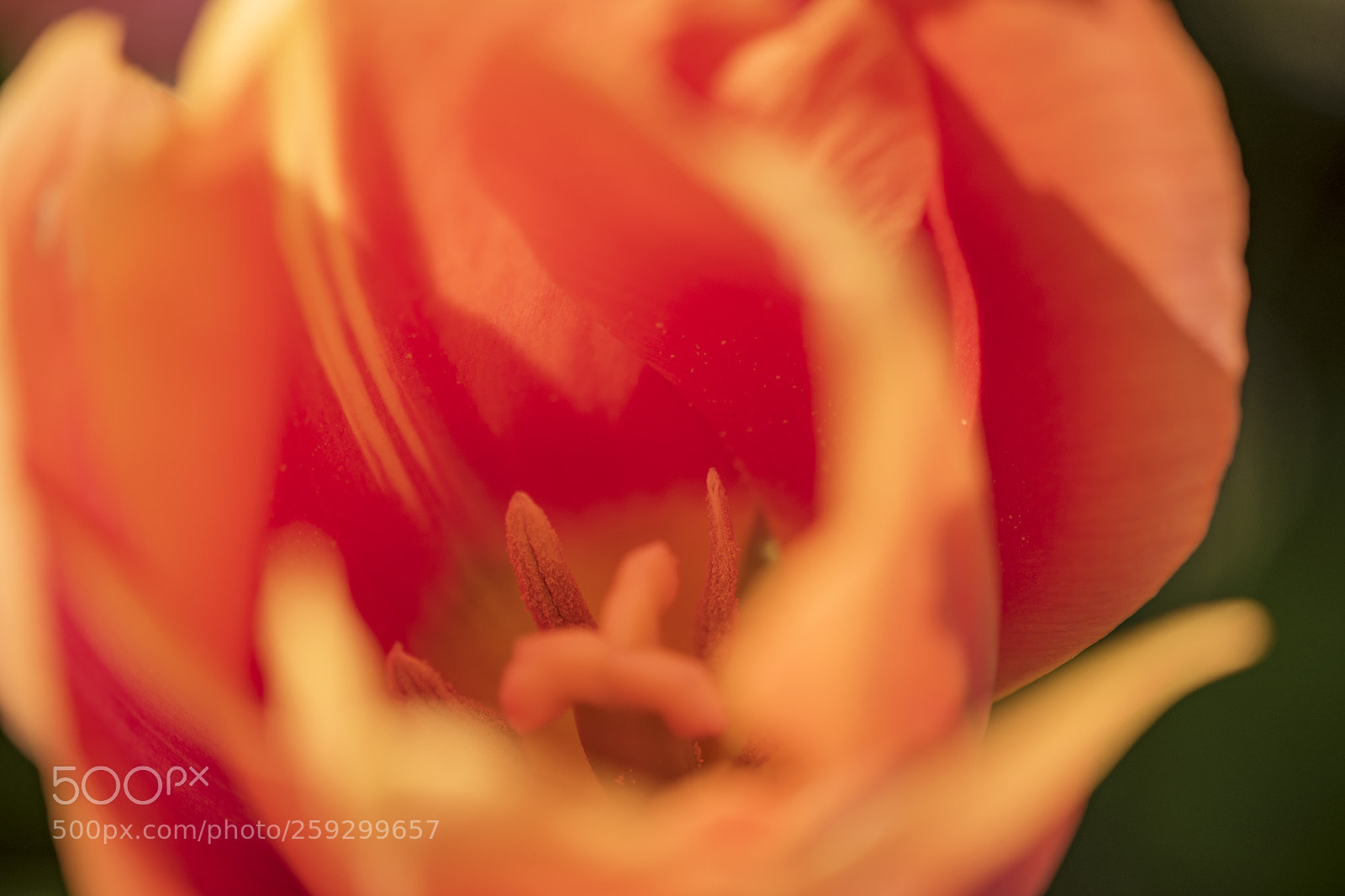 Nikon D5500 sample photo. Close up on orange photography