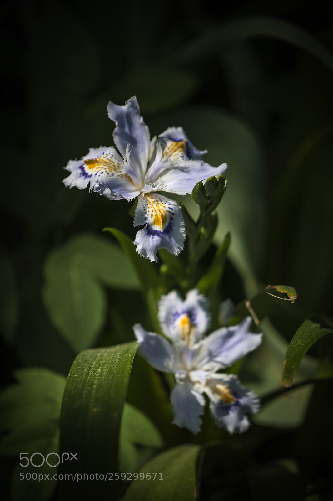 Nikon D5500 sample photo. Iris couple. photography