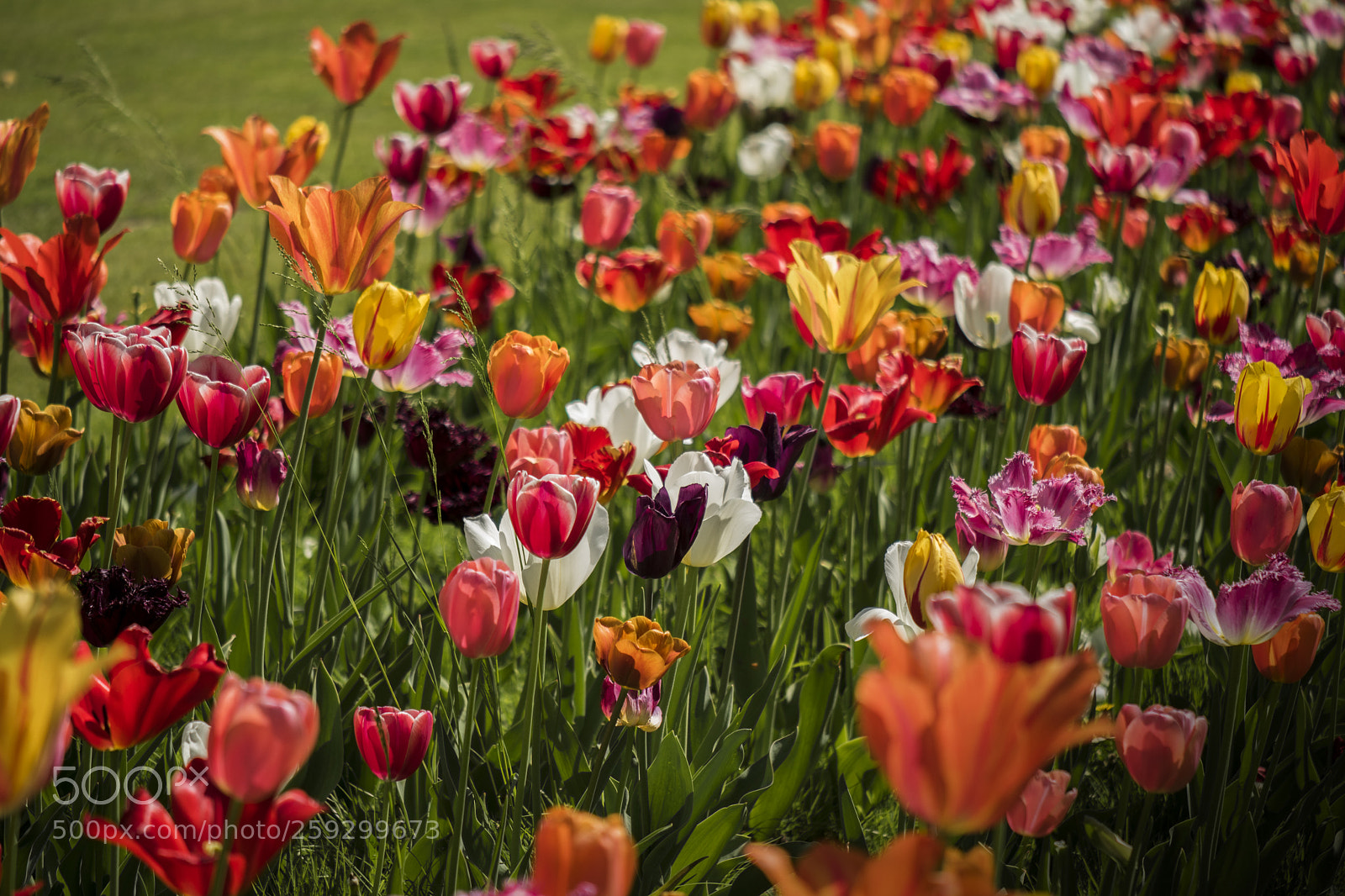 Nikon D5500 sample photo. Tulips field. photography