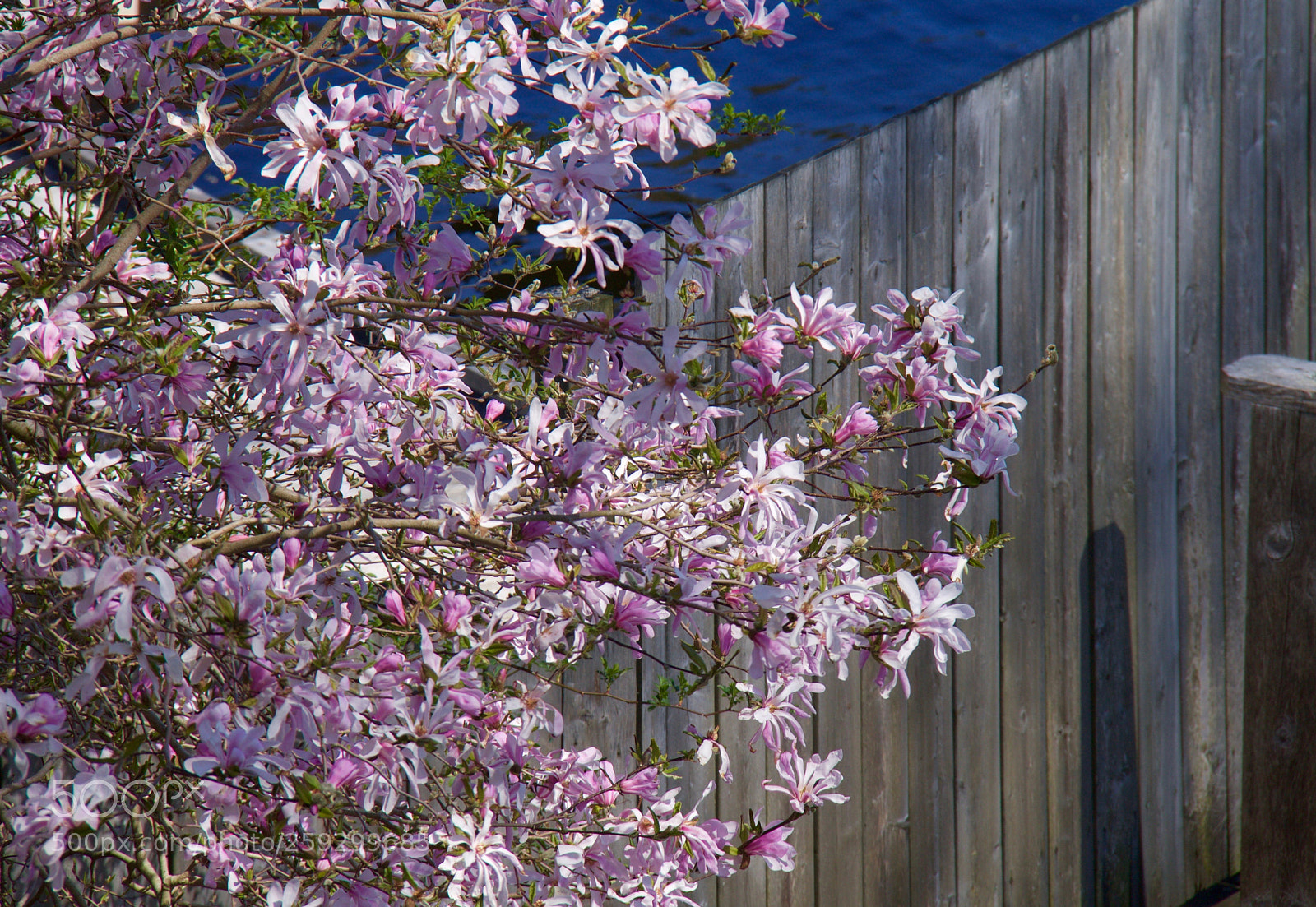 Canon EOS 1100D (EOS Rebel T3 / EOS Kiss X50) sample photo. Magnolia by the sea photography