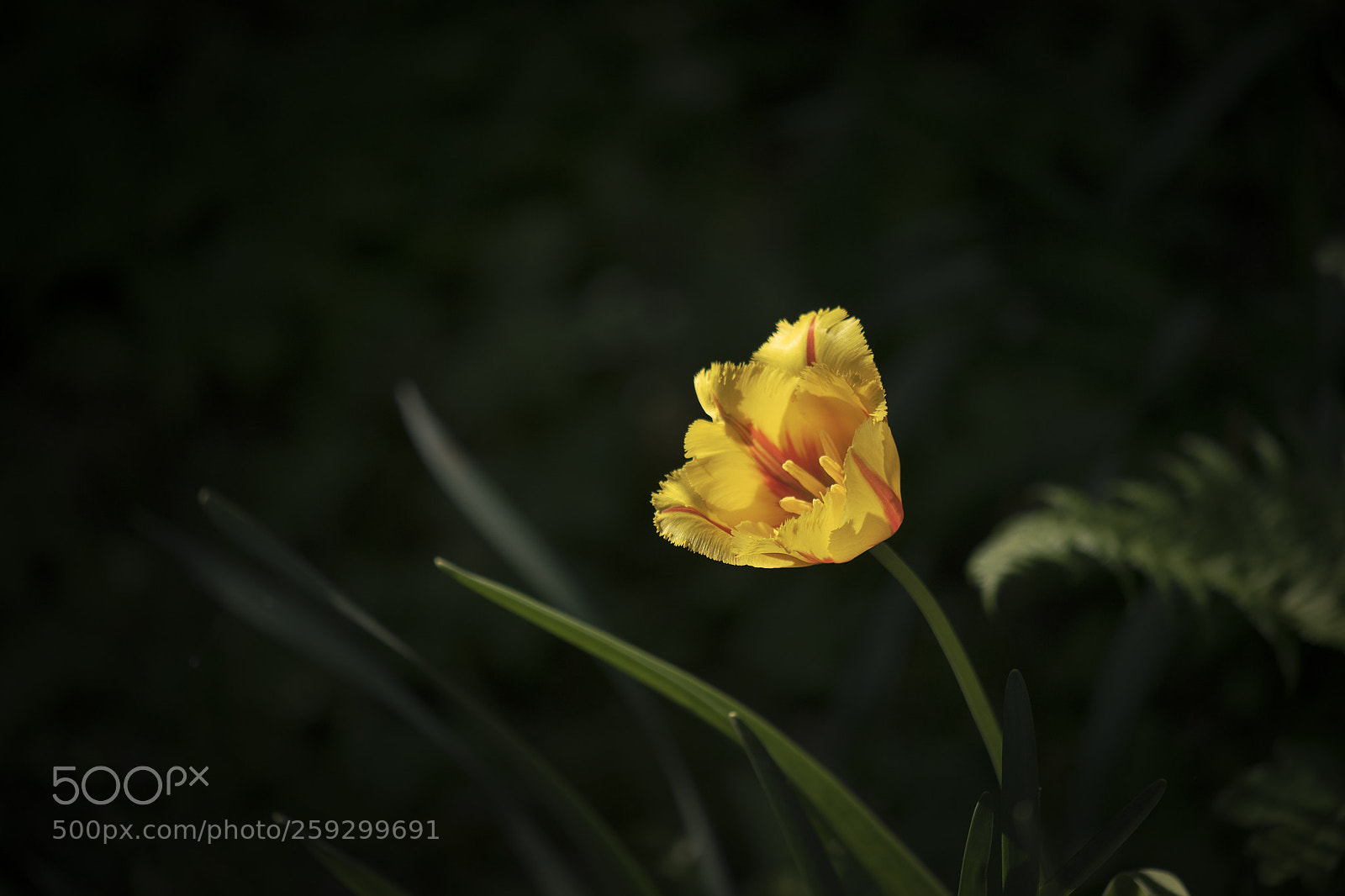 Nikon D5500 sample photo. Rebirth. photography