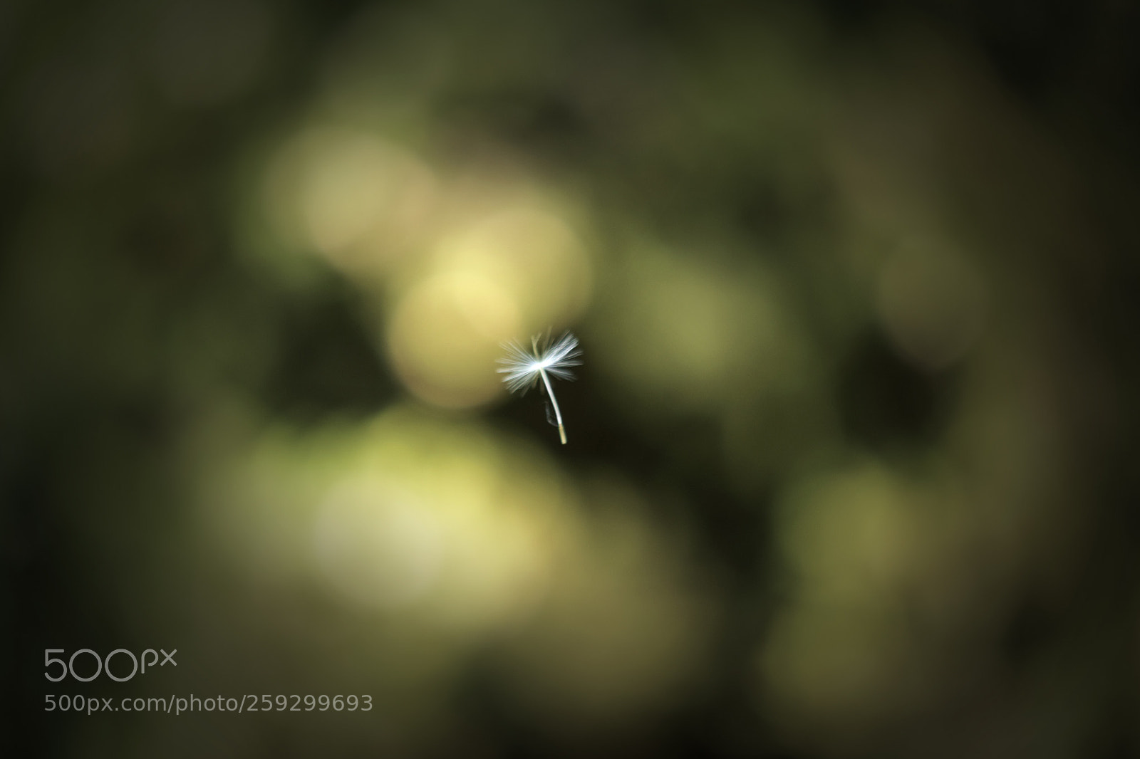 Nikon D5500 sample photo. The aimlessly flying seed photography