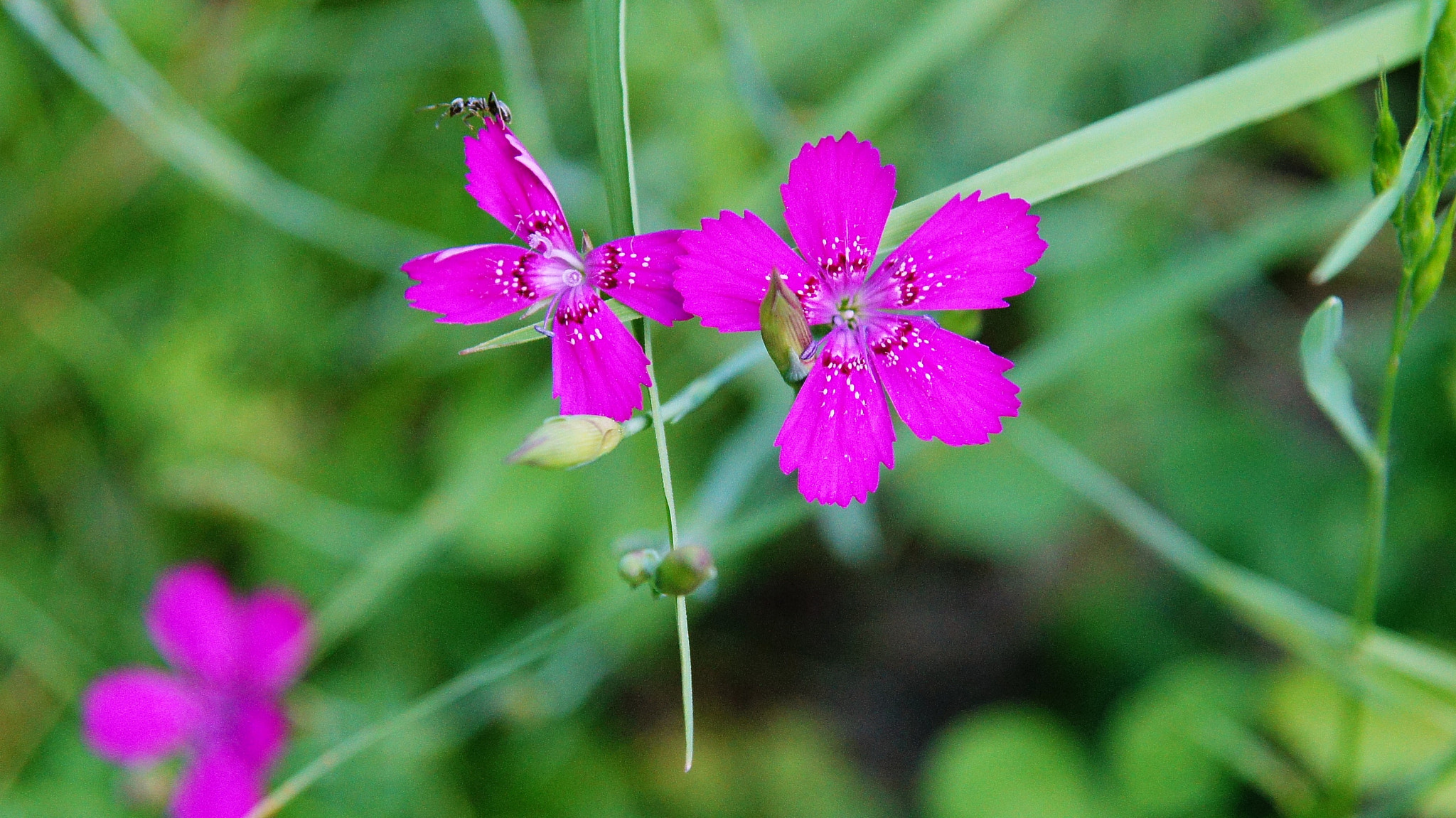 Sony DT 16-105mm F3.5-5.6 sample photo