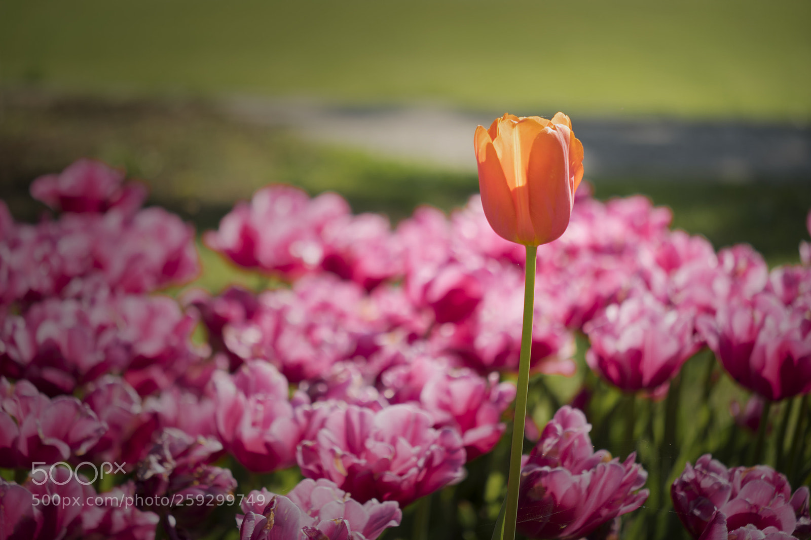 Nikon D5500 sample photo. Beautiful dversirty. photography