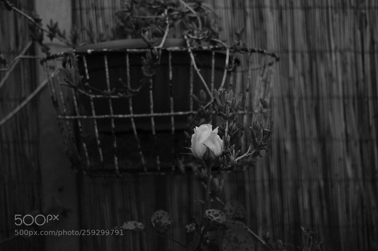 Fujifilm X-T20 sample photo. Rose. photography