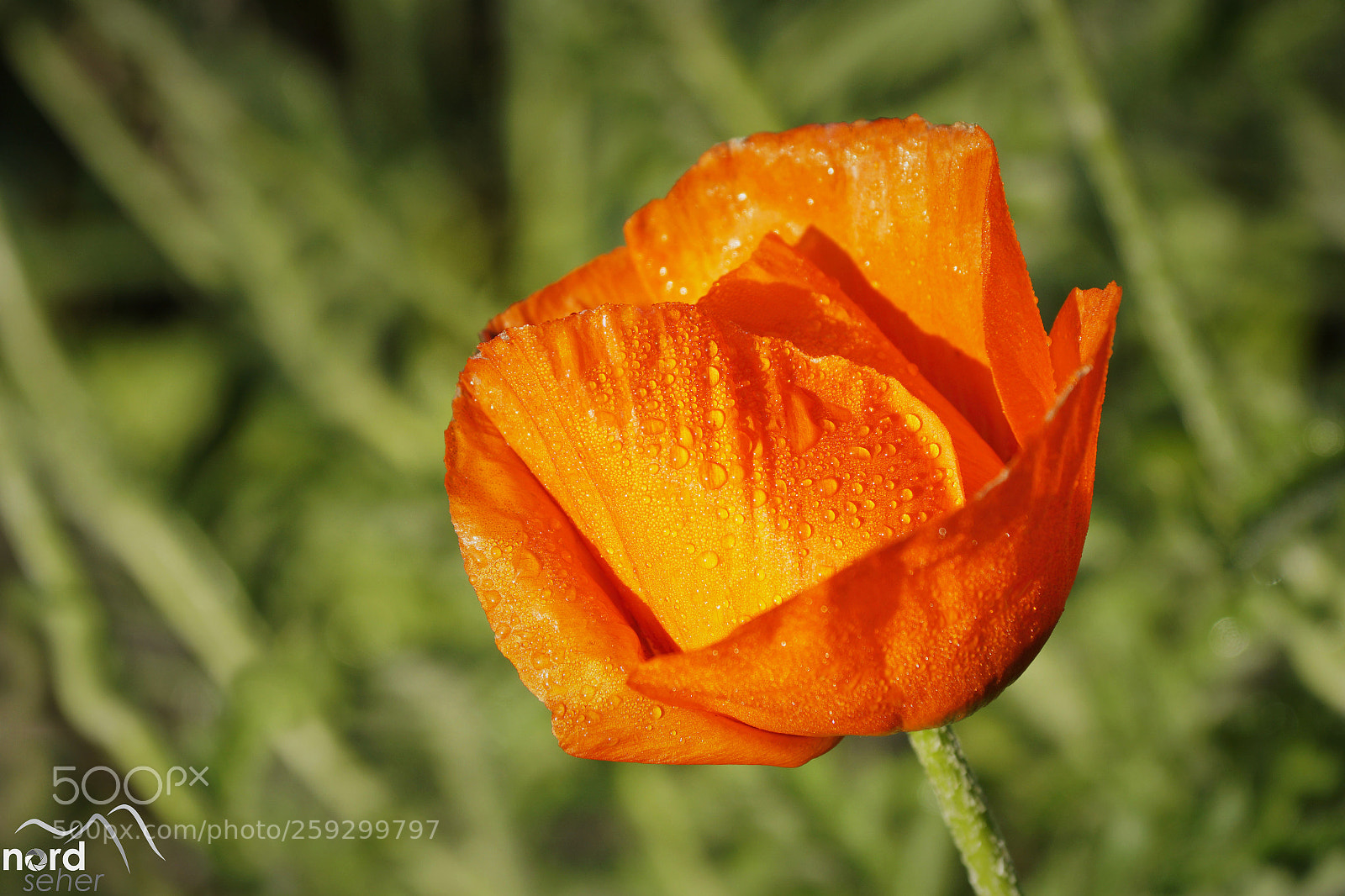 Sony ILCA-77M2 sample photo. Jedes jahr wieder sch photography