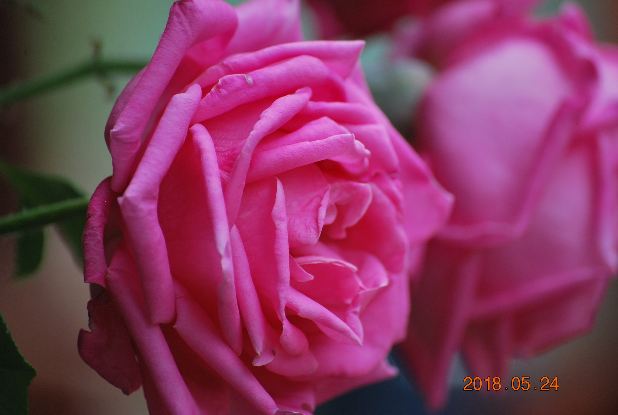 Nikon D60 sample photo. Dsc photography
