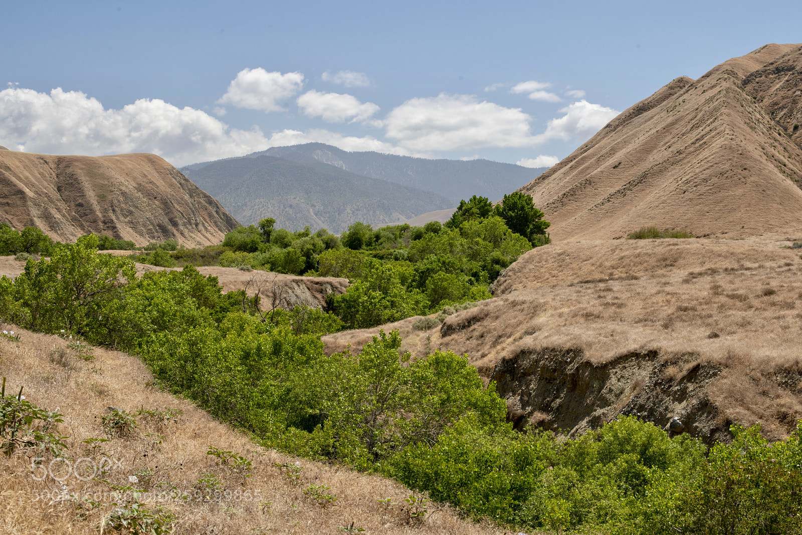 Nikon D810 sample photo. Wind wolves preserve photography