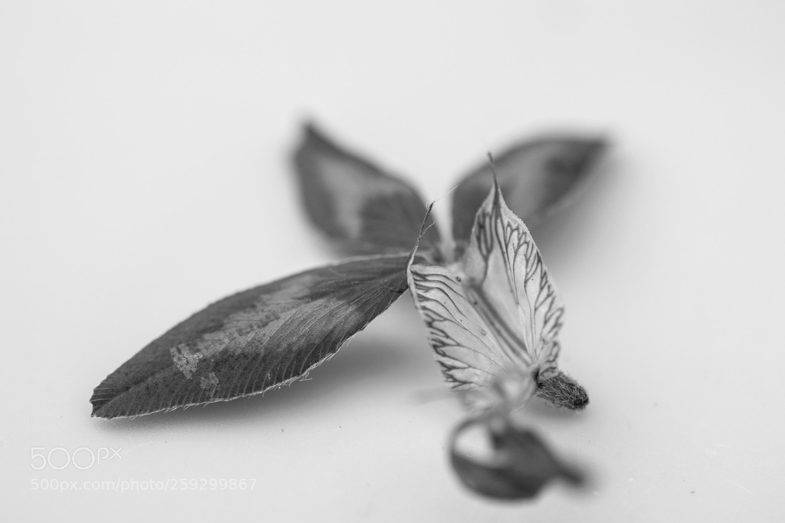 Nikon D3100 sample photo. Butterfly leaf photography