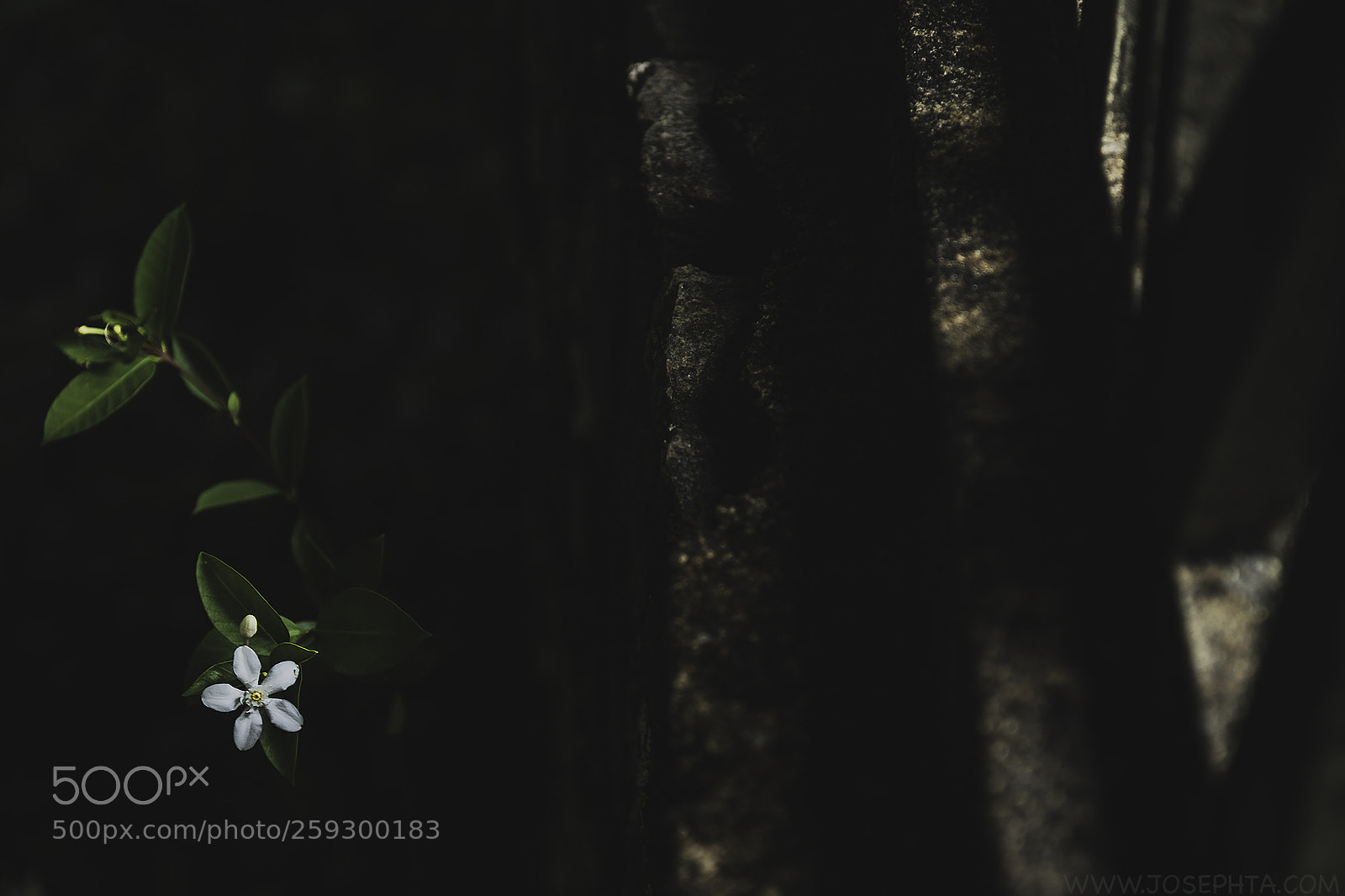 Nikon D850 sample photo. Two sides photography