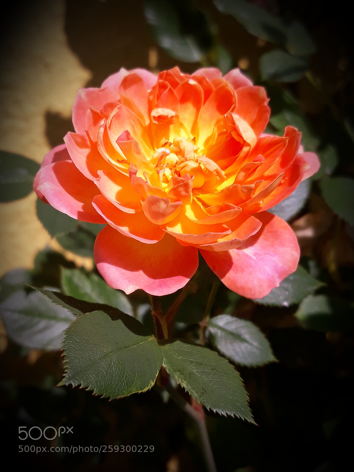 Samsung Galaxy J5 sample photo. Rose photography
