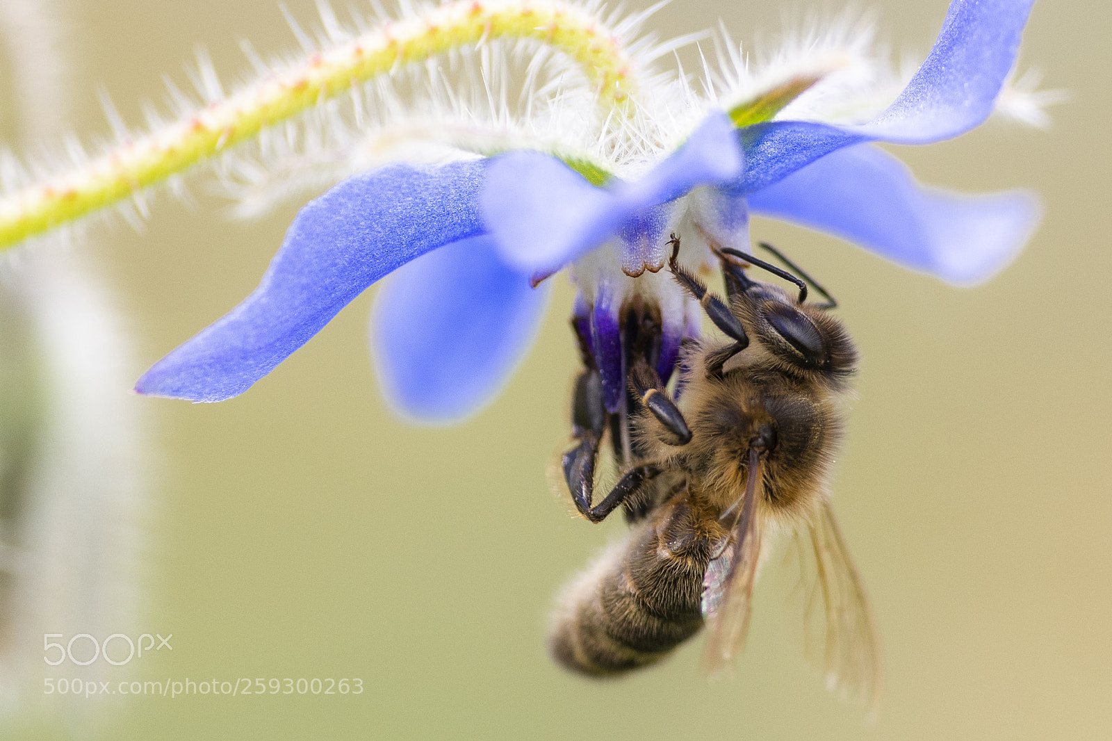 Nikon D500 sample photo. Apis mellifera photography
