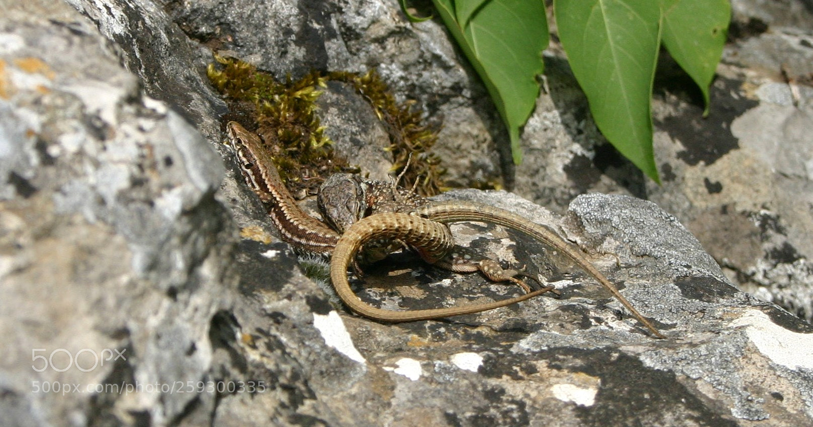 Canon EOS 300D (EOS Digital Rebel / EOS Kiss Digital) sample photo. Lacerta muralis mating photography