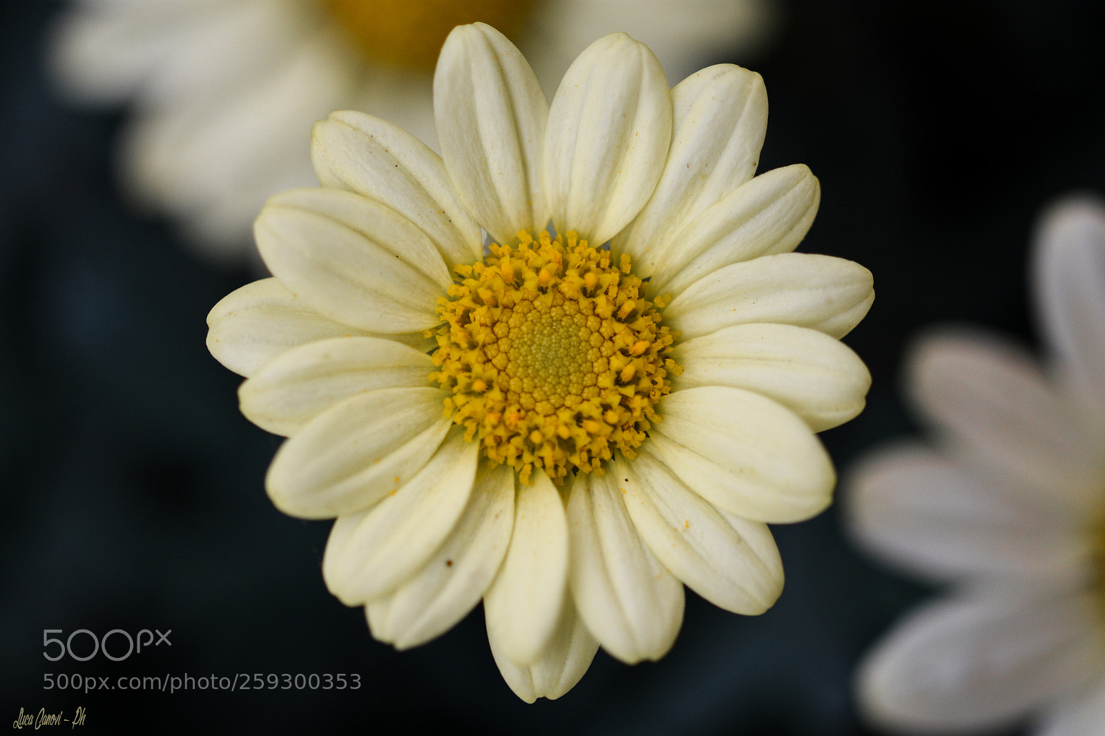 Nikon D7200 sample photo. Hypnotize. photography
