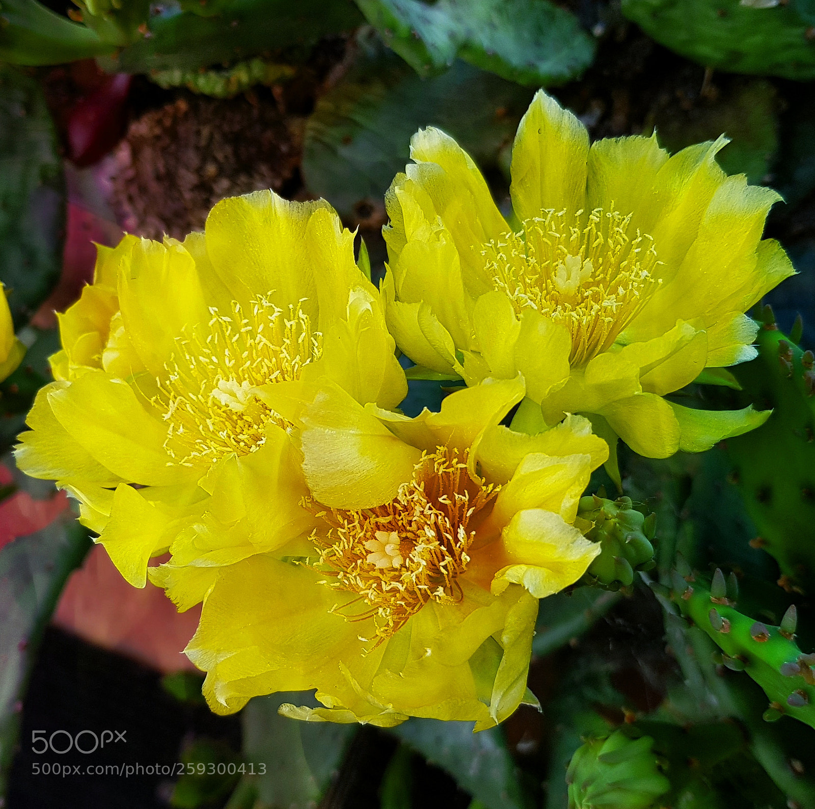 Samsung Galaxy S8 sample photo. Cactus flower photography
