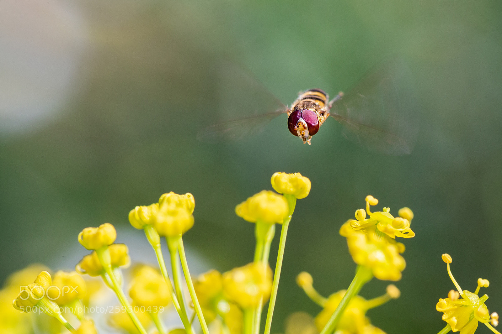 Canon EOS 6D sample photo. Syrphus ribesii  210518-3758 photography