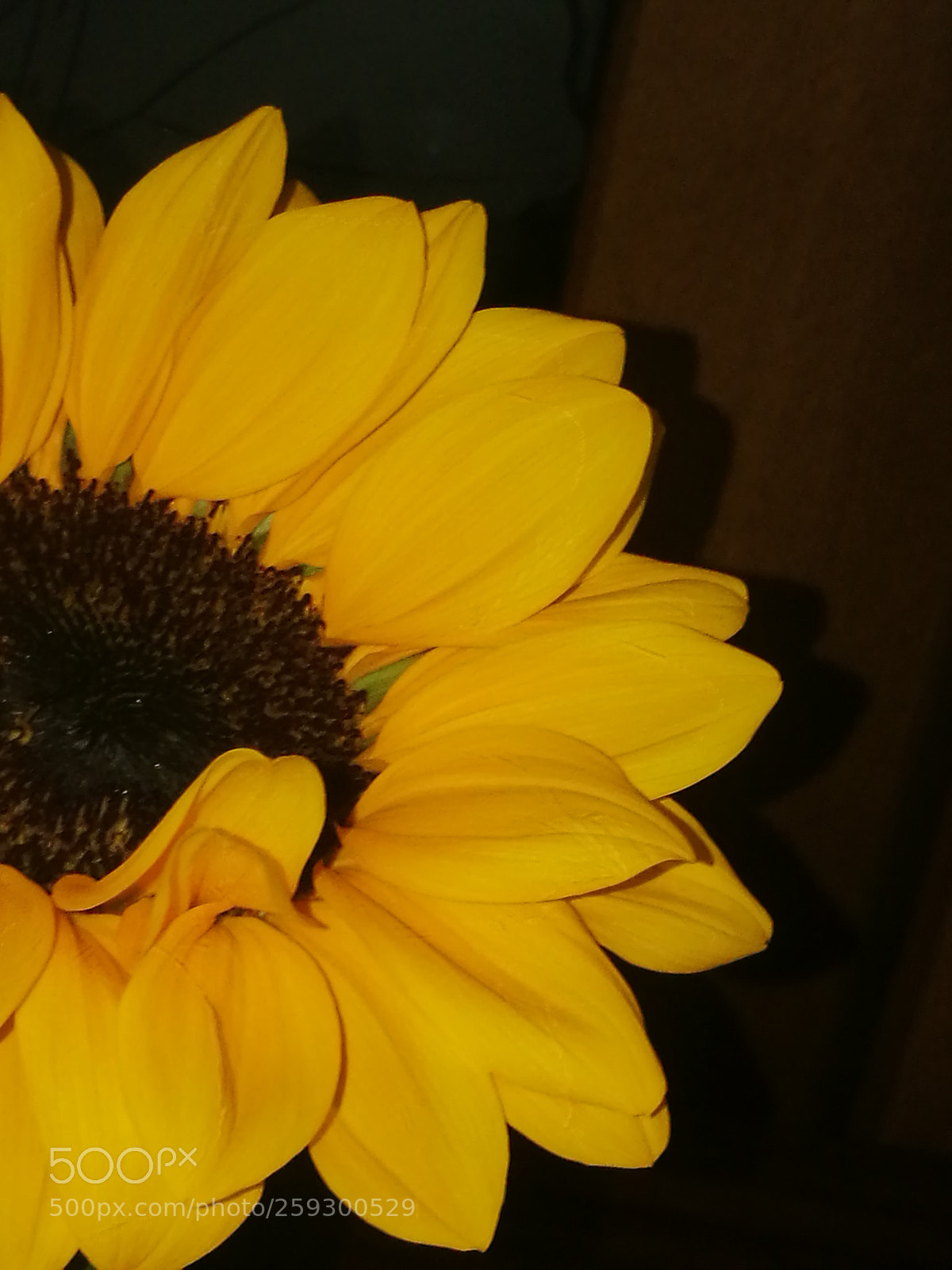 HUAWEI P9 sample photo. A sunflower night photography