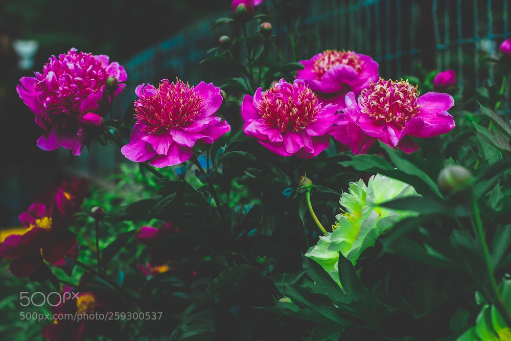 Canon EOS 700D (EOS Rebel T5i / EOS Kiss X7i) sample photo. Petites pivoines photography