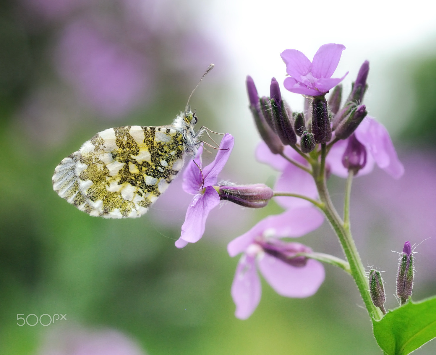 Nikon AF Micro-Nikkor 60mm F2.8D sample photo. On the flower photography