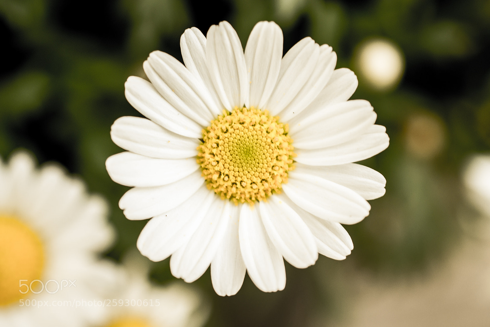 Nikon D3100 sample photo. The earth laughs in photography
