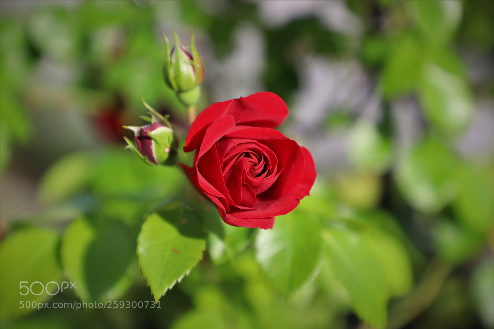 Canon EOS 6D Mark II sample photo. A rose photography