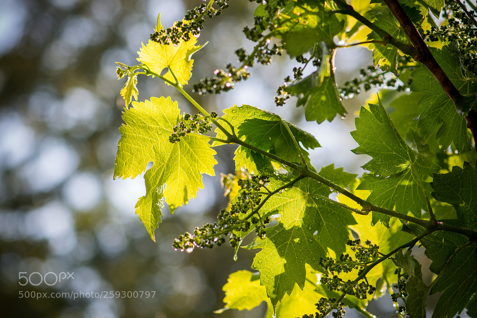 Nikon D800 sample photo. Branch of grapes photography