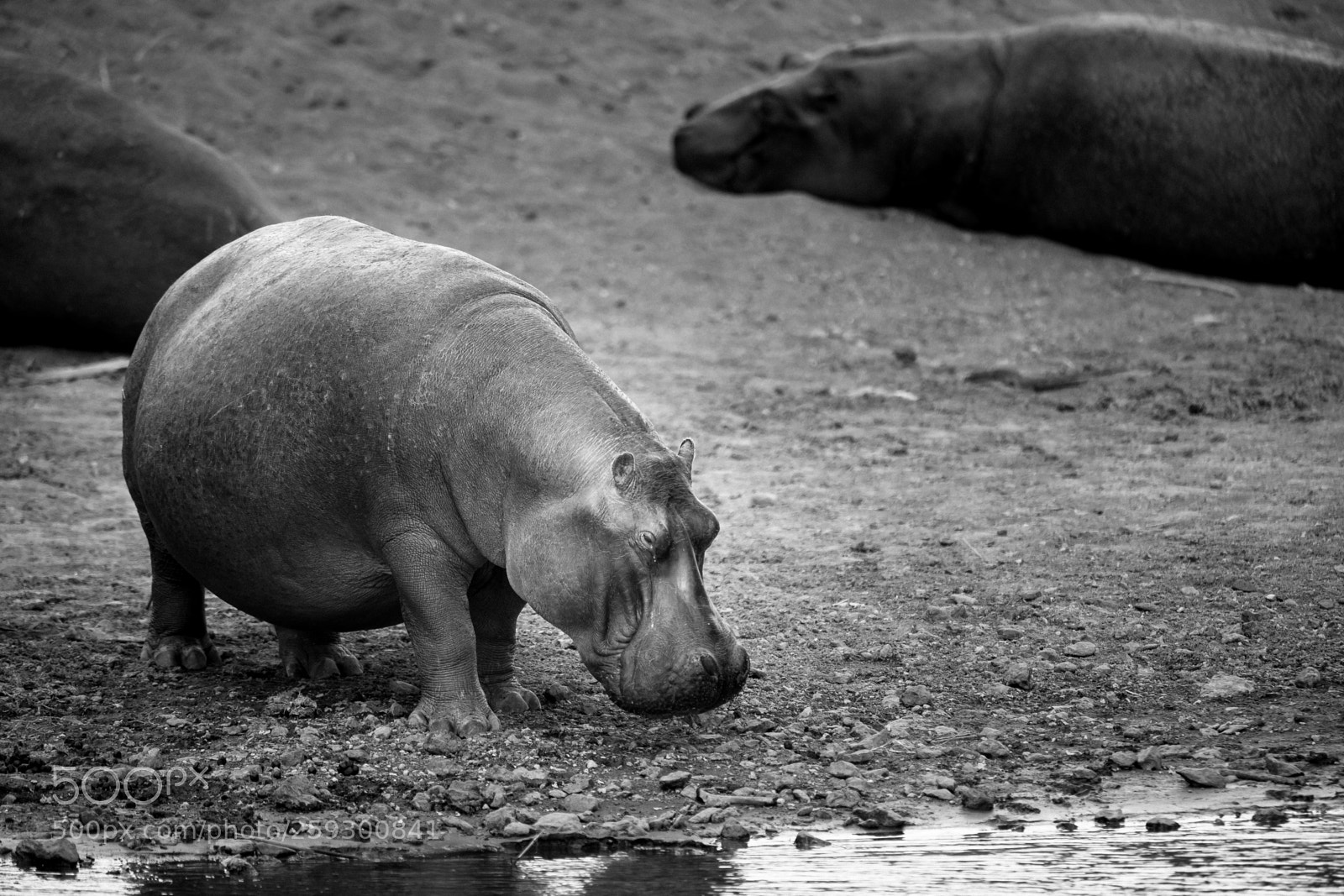 Canon EOS-1D X Mark II sample photo. _68i8399-2.jpg photography