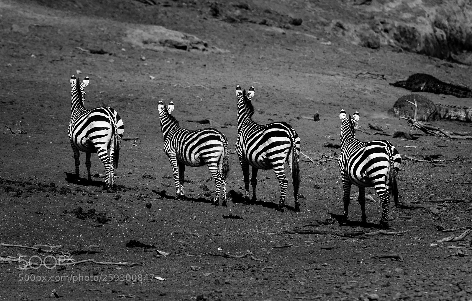 Canon EOS-1D X Mark II sample photo. _68i8477-2.jpg photography