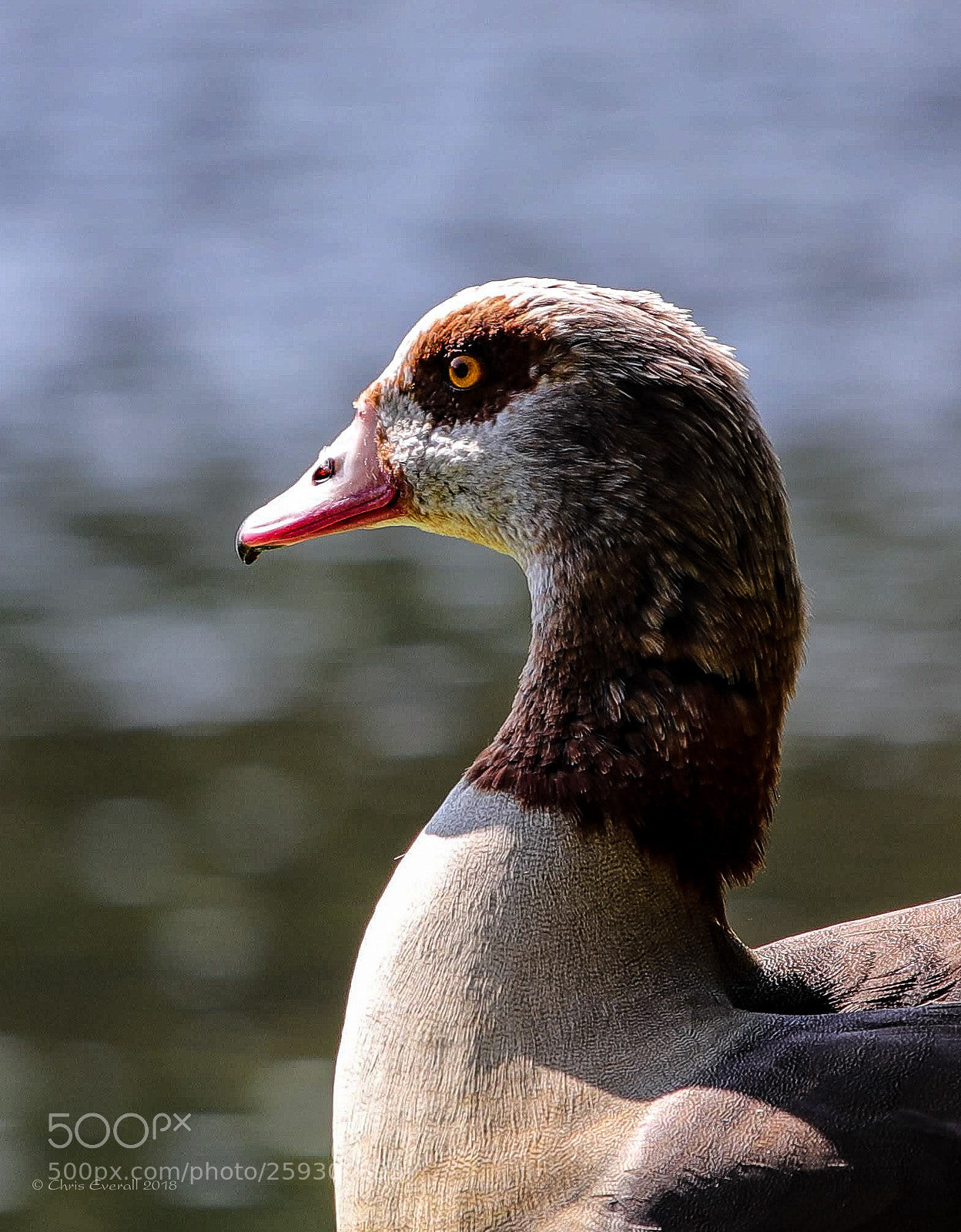 Canon EOS 77D (EOS 9000D / EOS 770D) sample photo. Egyptian goose. photography