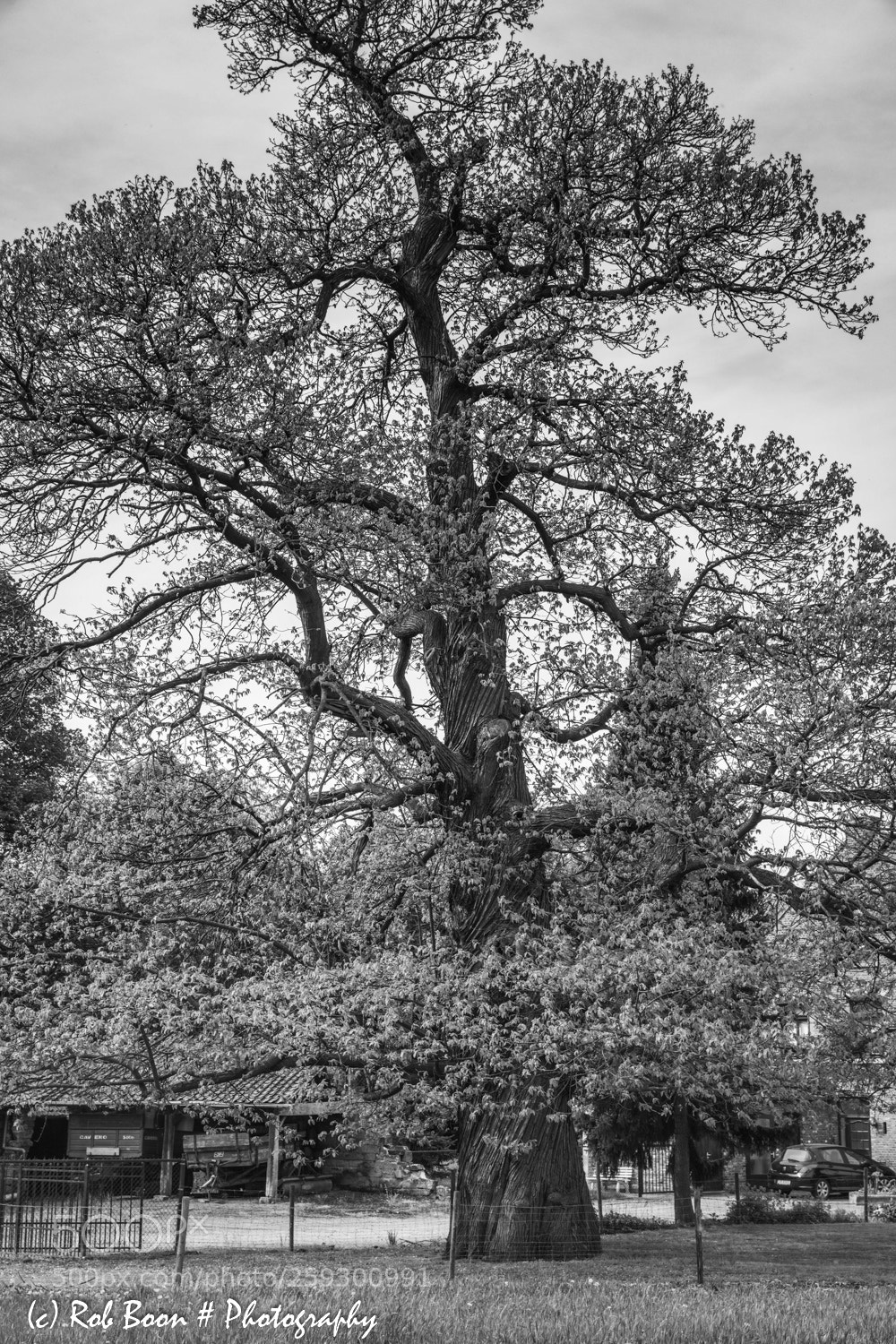 Canon EOS 5DS sample photo. Majestic tree @ heer (maatricht) 2 photography