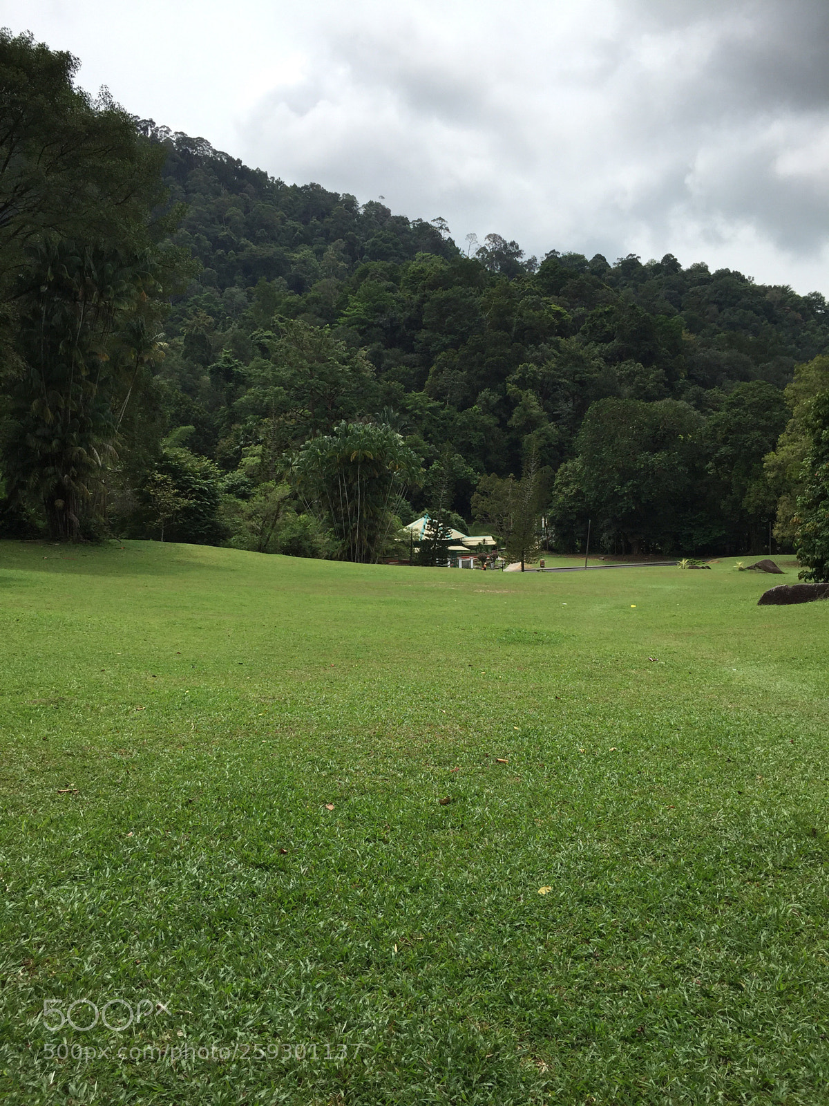 Apple iPhone 6 sample photo. Green photography