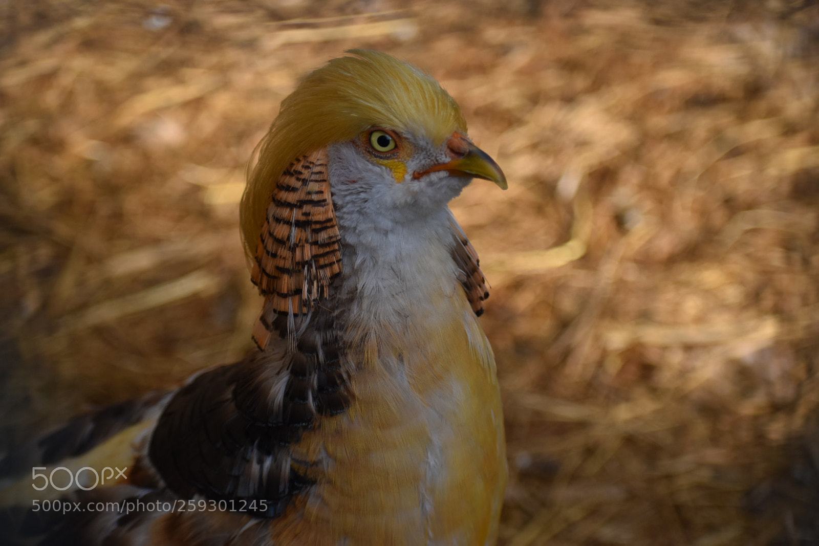 Nikon D5500 sample photo. Untitled photography