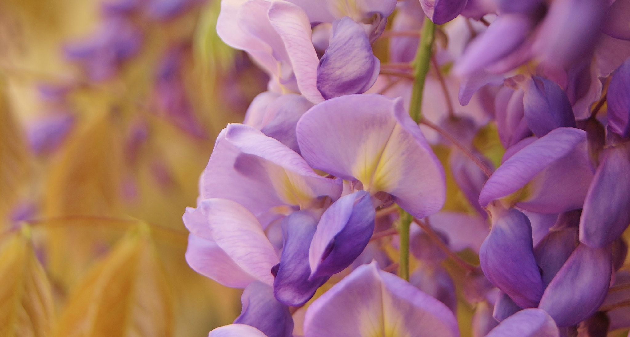 Sony Alpha DSLR-A380 sample photo. Spring purple beauty ... photography