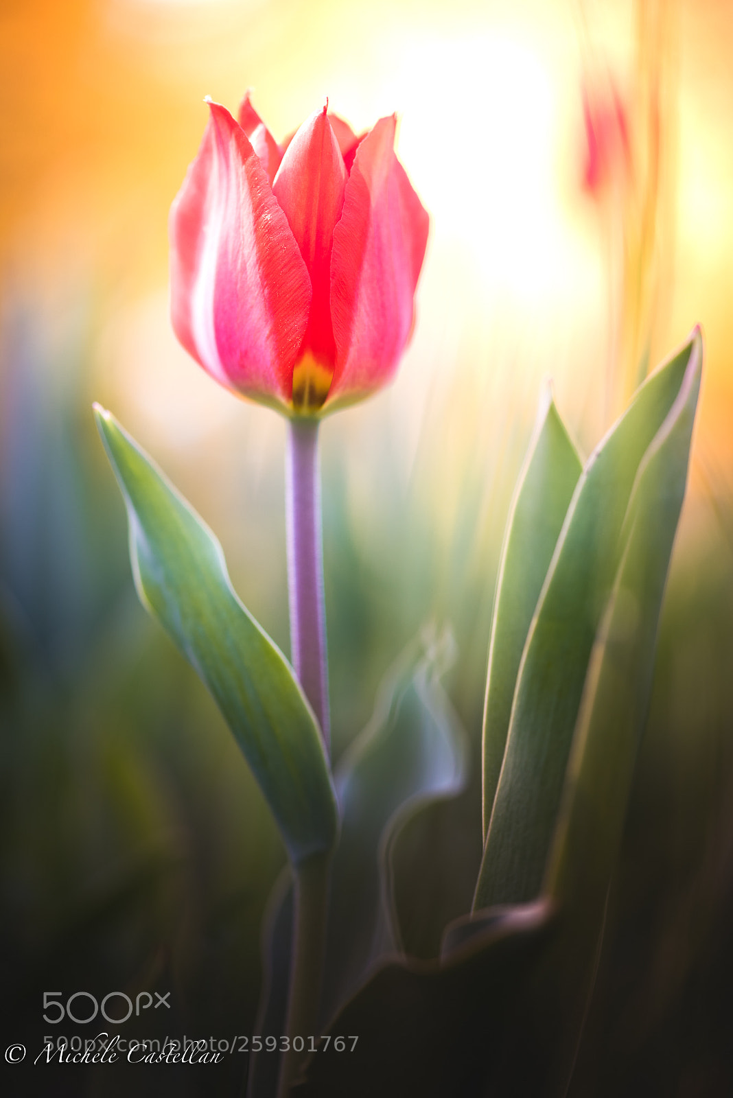 Nikon D810 sample photo. Tulipano photography