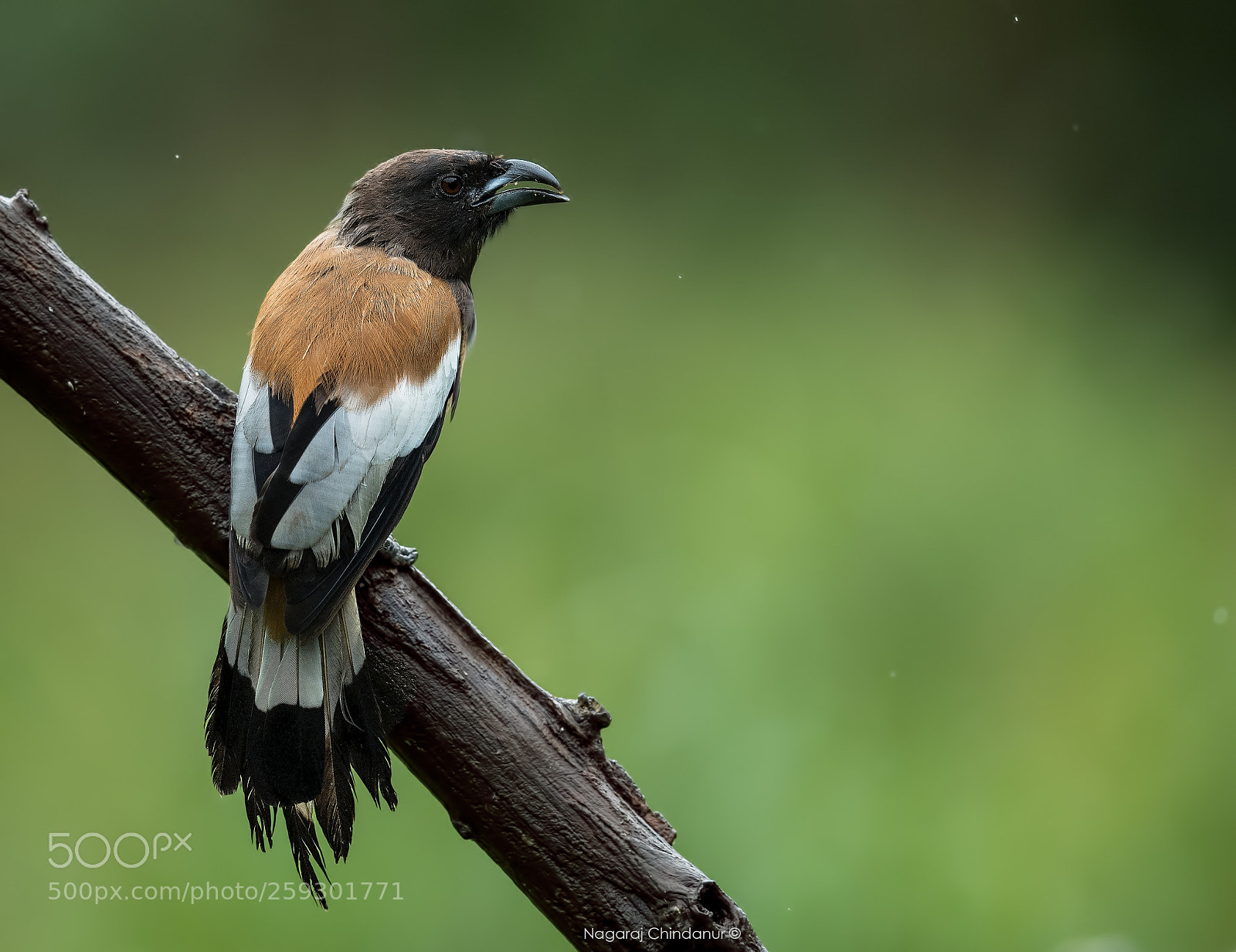 Nikon D5 sample photo. Rufous treepie photography