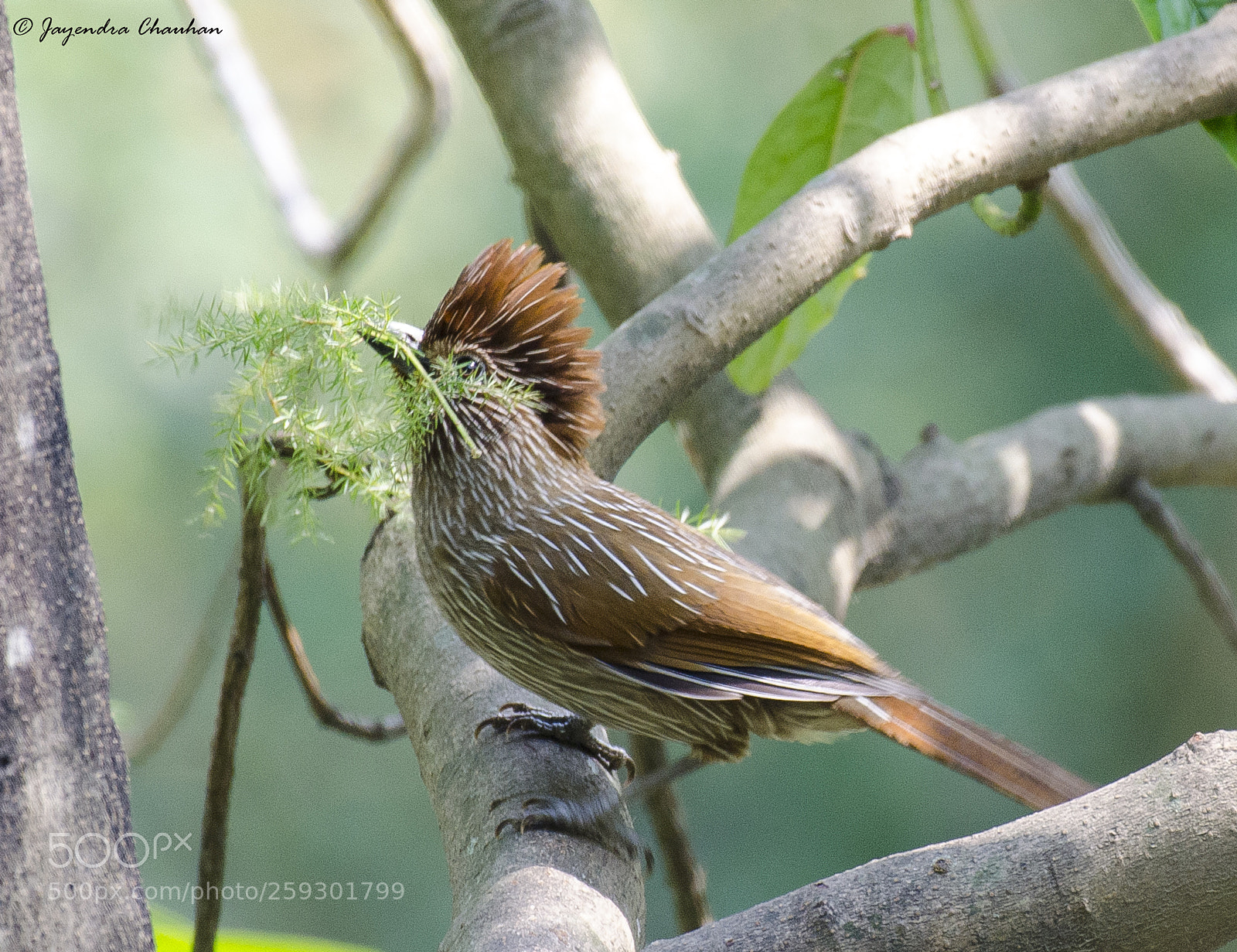 Nikon D5100 sample photo. Striated laughing thrush photography
