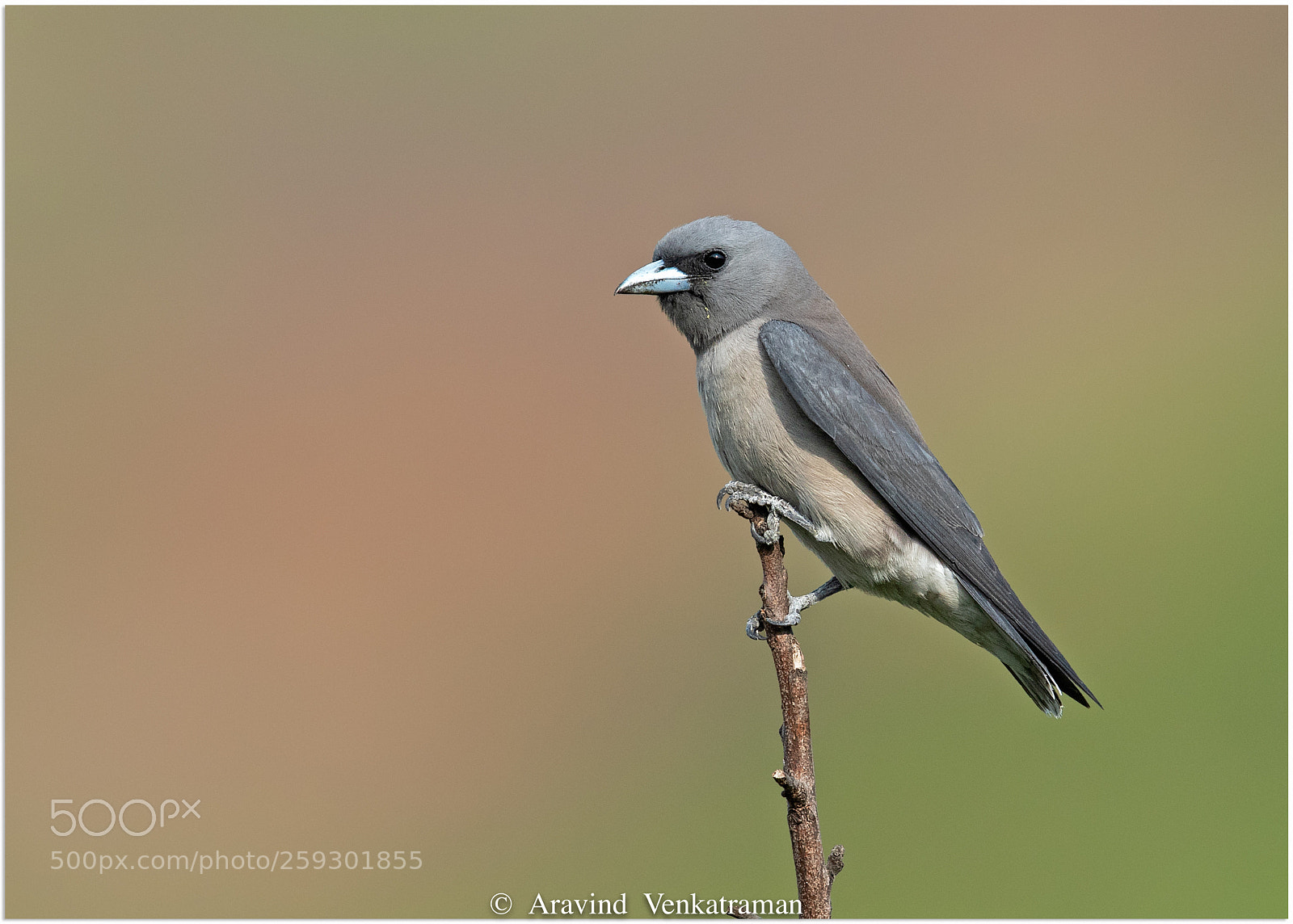 Canon EOS 7D Mark II sample photo. Ashy woodswallow photography