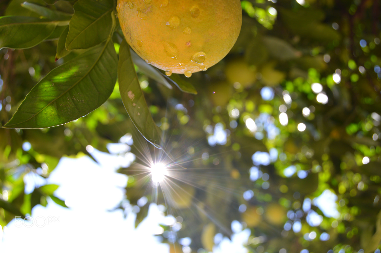 Nikon D3200 sample photo. Lemon in may of photography