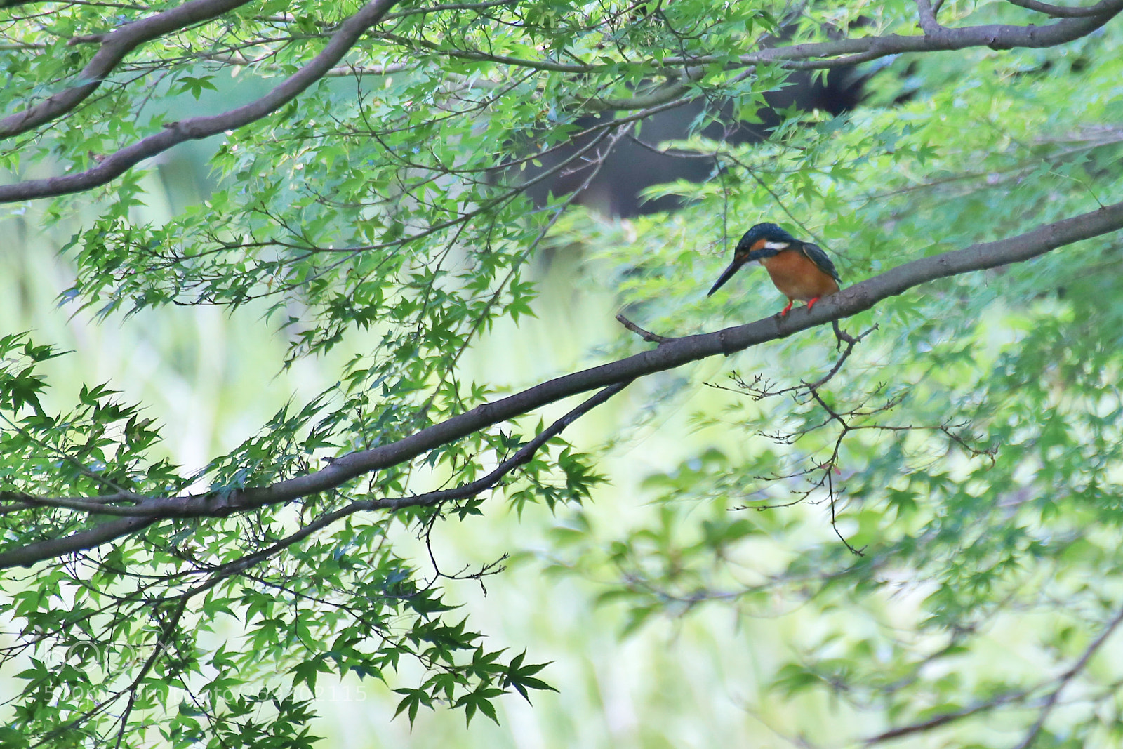 Canon EOS 6D sample photo. Bluebird in the park photography