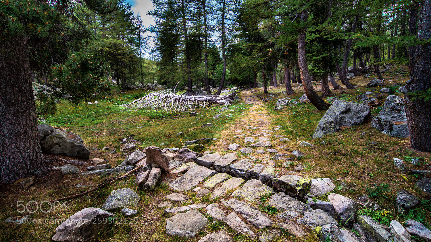 Nikon D750 sample photo. Dead tree photography