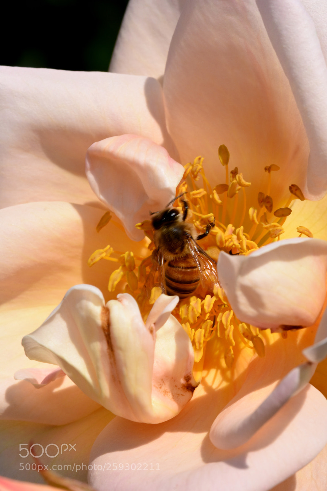 Nikon D7200 sample photo. Chateau flowers and bees photography