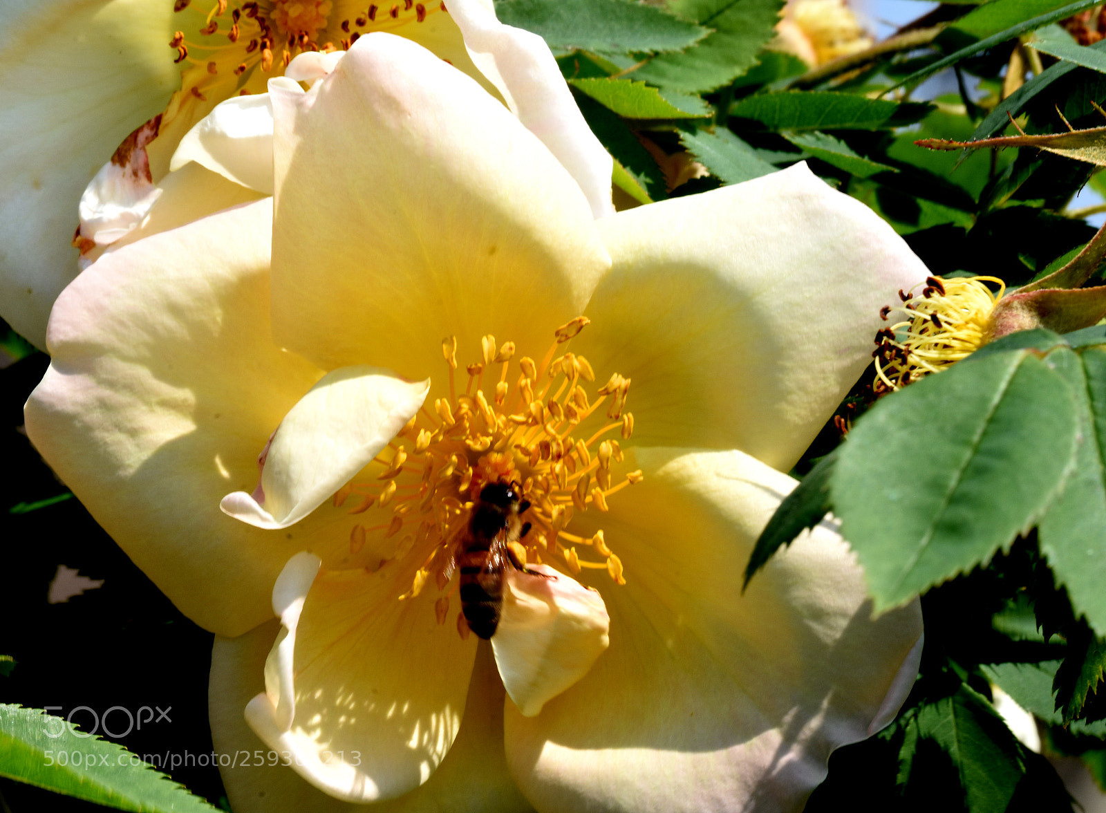 Nikon D7200 sample photo. Chateau flowers and bees photography