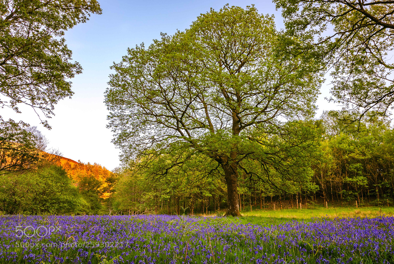 Canon EOS 5D Mark IV sample photo. Bluebells 'n' oak photography